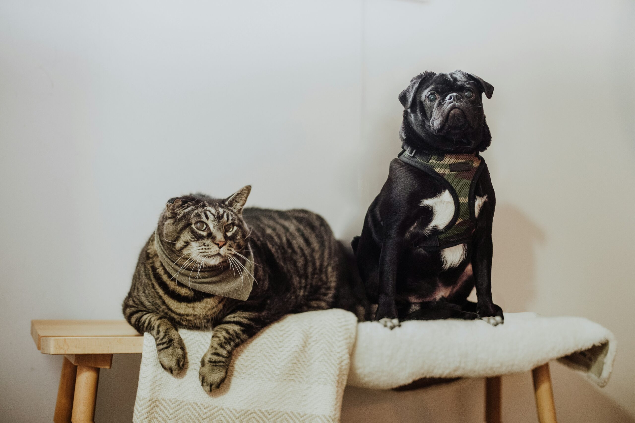 Vida sin mascotas